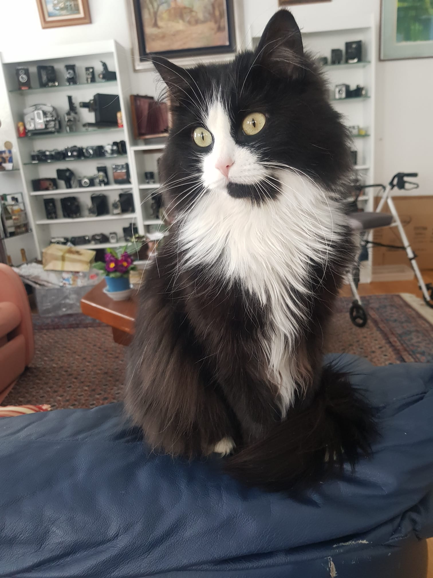 Le chat de la maison